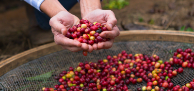 How to Choose Coffee Beans?